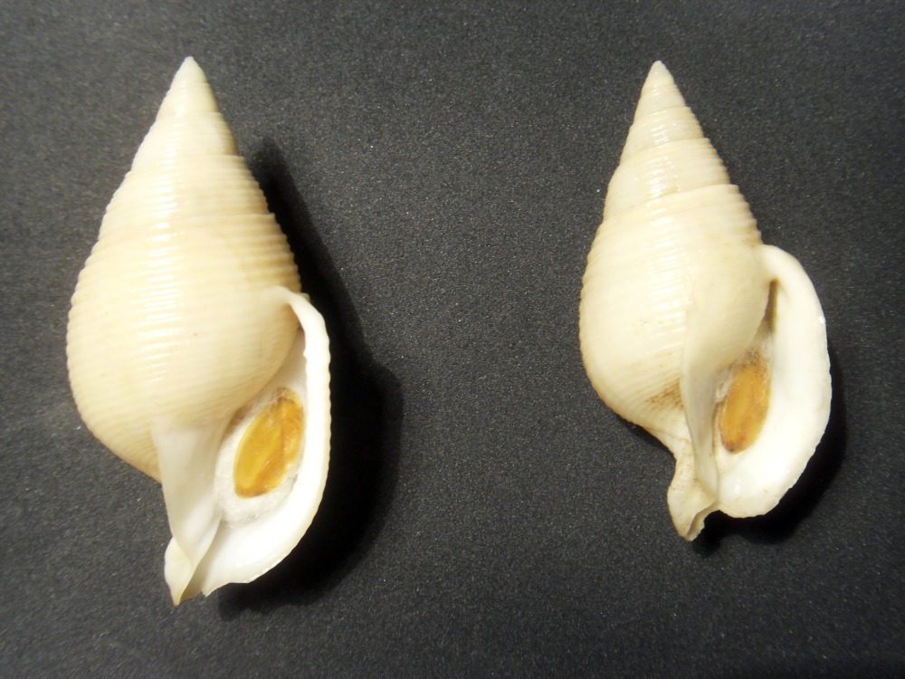 conferma Galeodea rugosa freak